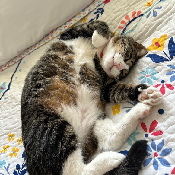 🌟Midwestern_chic Is Live.. Like the listing to be notified🌟 - Picture 7 of 15